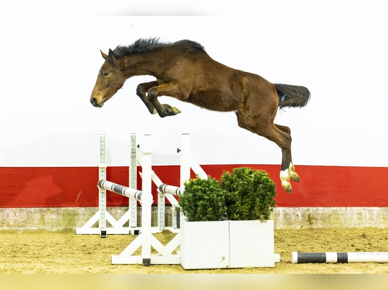 Studbook européen anglo Jument 1 Année 140 cm  in Waddinxveen