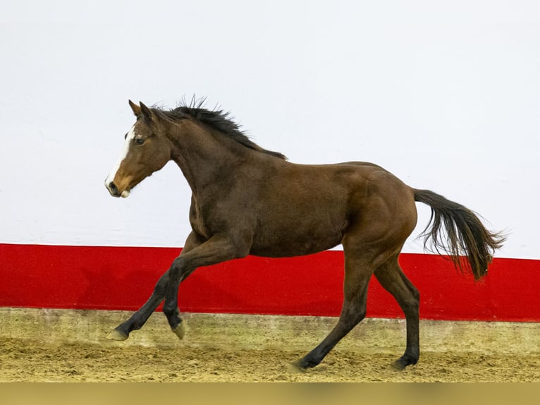Studbook européen anglo Jument 1 Année 153 cm Bai in Waddinxveen