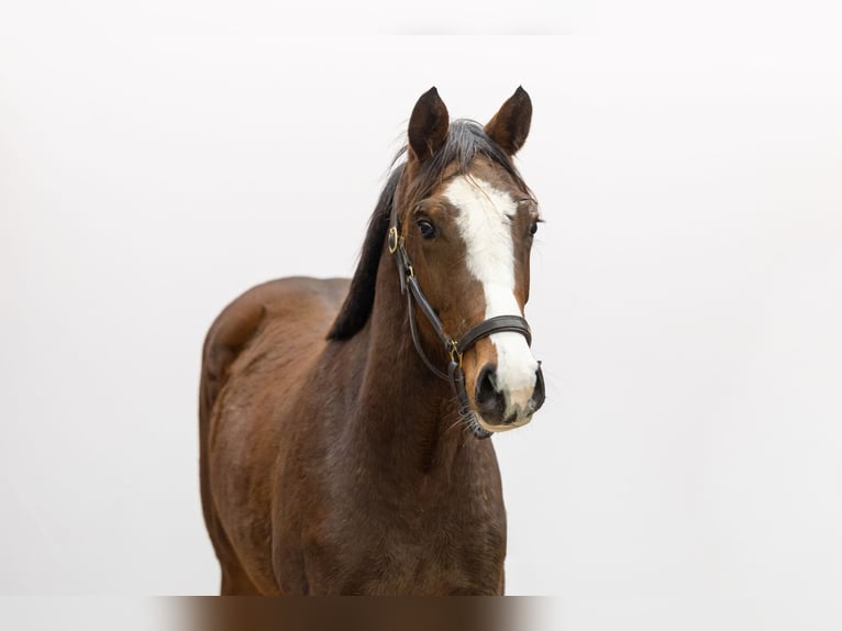 Studbook européen anglo Jument 1 Année 153 cm Bai in Waddinxveen