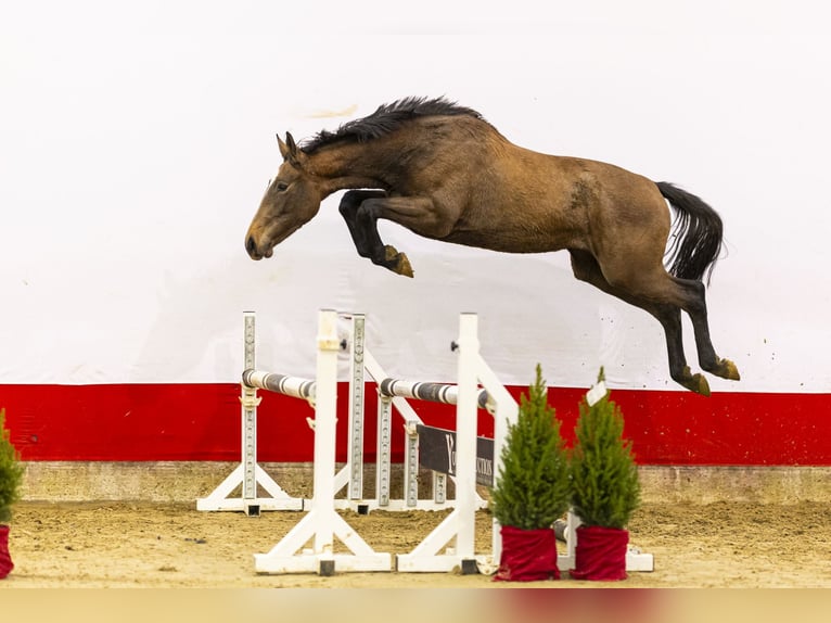 Studbook européen anglo Jument 1 Année 159 cm Gris in Waddinxveen