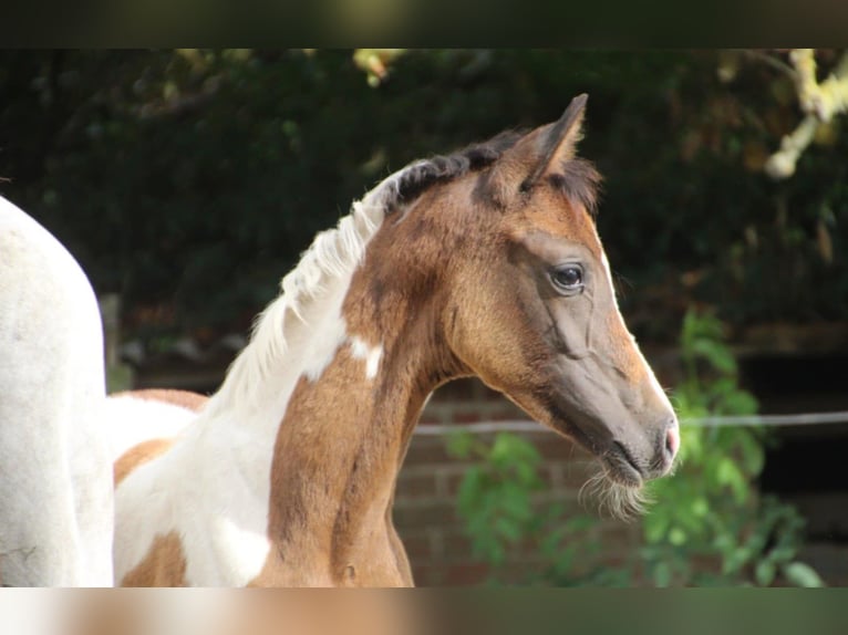 Studbook européen anglo Jument 1 Année 160 cm Pinto in Westrozebeke
