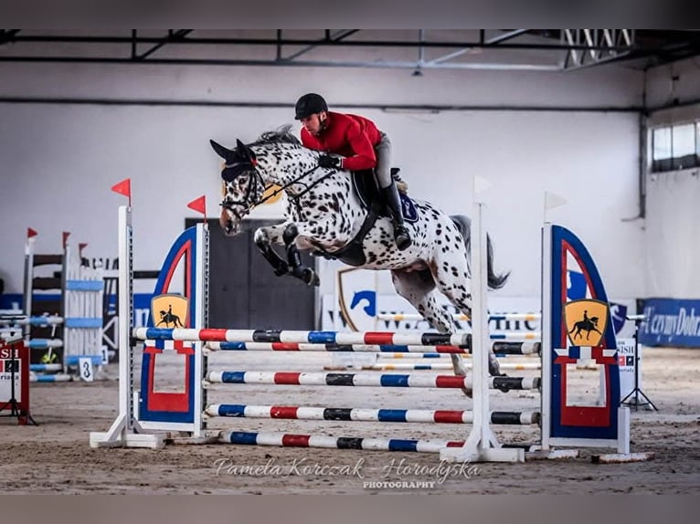 Studbook européen anglo Jument 1 Année 170 cm Léopard in SIEDLISKA