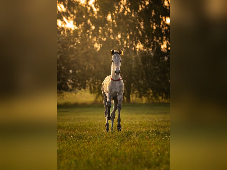 Studbook européen anglo Jument 1 Année 170 cm Léopard in siedliska