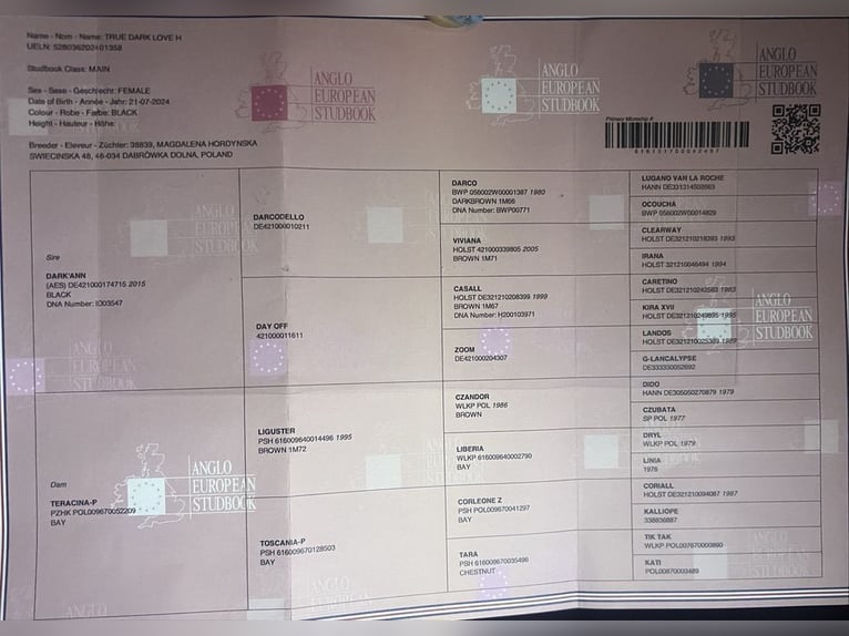 Studbook européen anglo Jument 1 Année in D&#x105;br&#xF3;wka Dolna