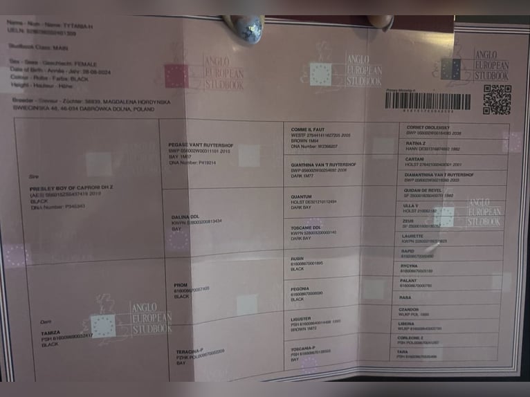 Studbook européen anglo Jument 1 Année in Opole