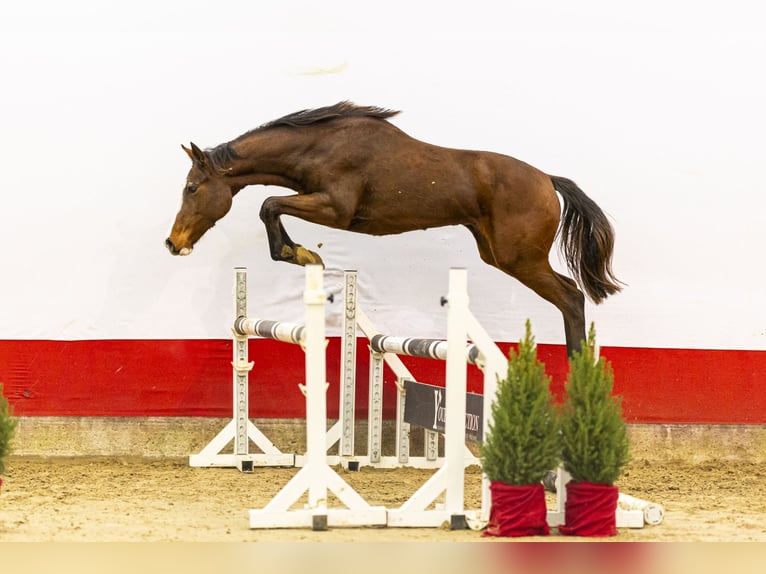 Studbook européen anglo Jument 2 Ans 153 cm Bai in Waddinxveen