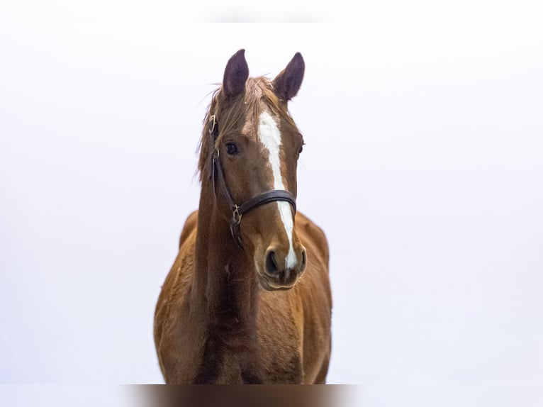 Studbook européen anglo Jument 2 Ans 155 cm Alezan in Waddinxveen