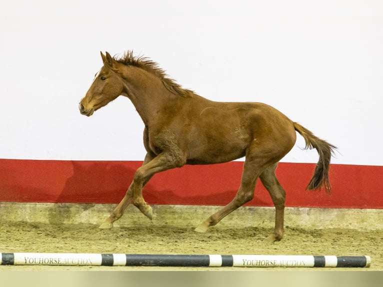 Studbook européen anglo Jument 2 Ans 155 cm Alezan in Waddinxveen