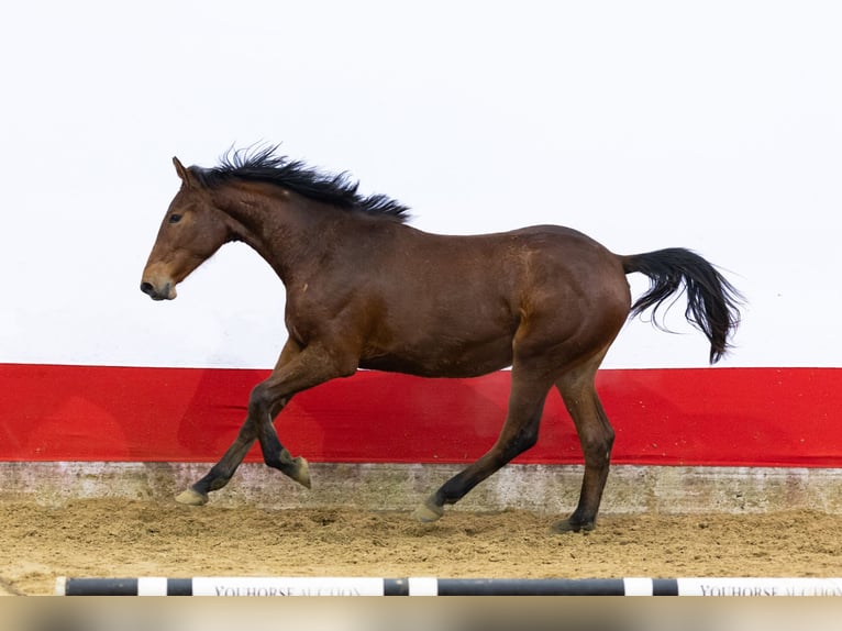 Studbook européen anglo Jument 2 Ans 155 cm in Waddinxveen