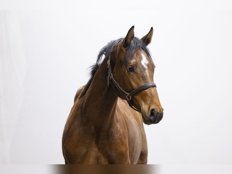 Studbook européen anglo Jument 2 Ans 155 cm  in Waddinxveen