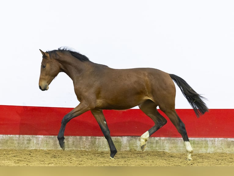 Studbook européen anglo Jument 2 Ans 155 cm  in Waddinxveen