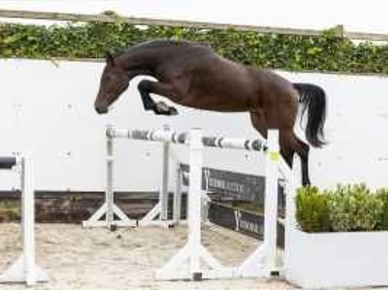 Studbook européen anglo Jument 2 Ans 157 cm Bai brun in Waddinxveen