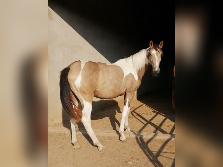 Studbook européen anglo Jument 2 Ans 160 cm Buckskin in Weilerswist