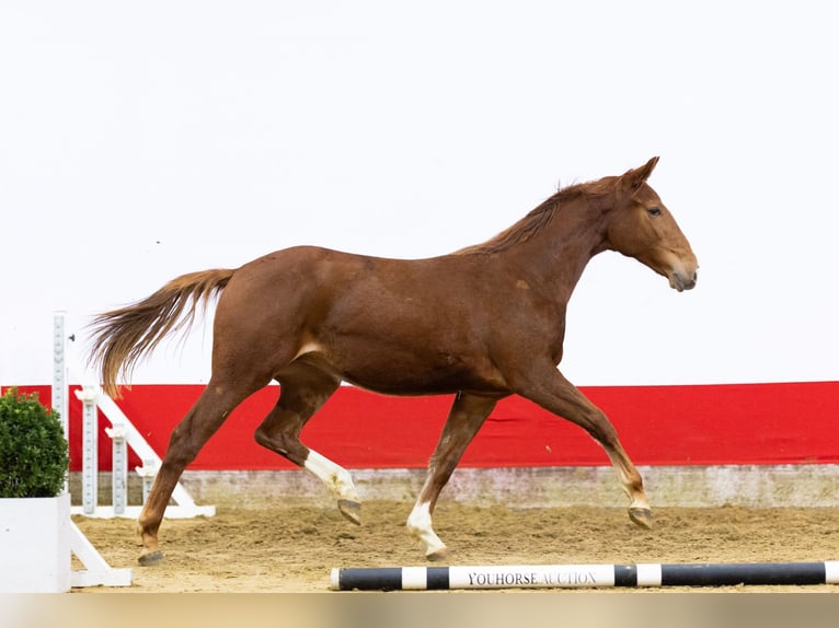 Studbook européen anglo Jument 2 Ans 160 cm in Waddinxveen
