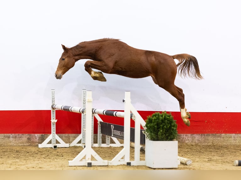 Studbook européen anglo Jument 2 Ans 160 cm in Waddinxveen