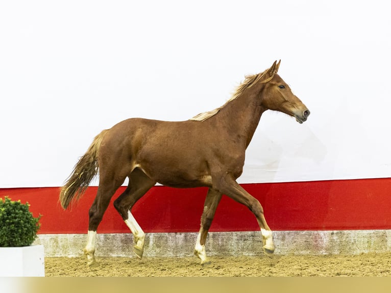 Studbook européen anglo Jument 2 Ans 161 cm  in Waddinxveen