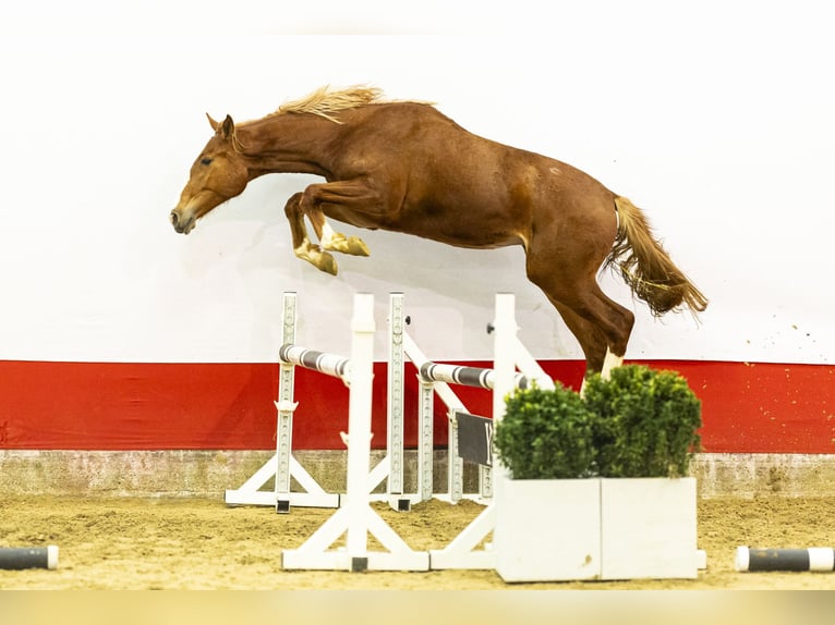 Studbook européen anglo Jument 2 Ans 161 cm  in Waddinxveen