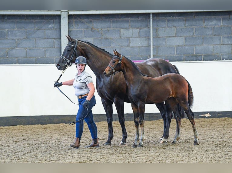 Studbook européen anglo Jument 2 Ans 163 cm Bai in Stafford