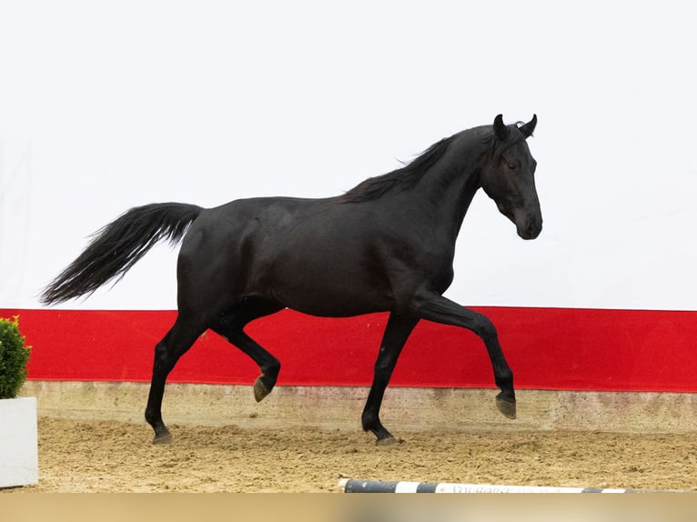 Studbook européen anglo Jument 2 Ans 165 cm Bai brun in Waddinxveen