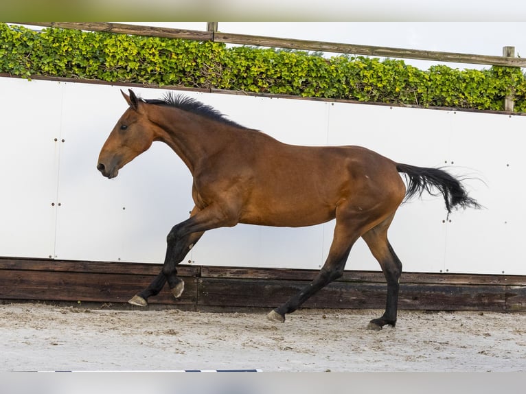 Studbook européen anglo Jument 2 Ans 166 cm Bai in Waddinxveen Studbook européen anglo Jument 2 Ans 166 cm Bai in Waddinxveen