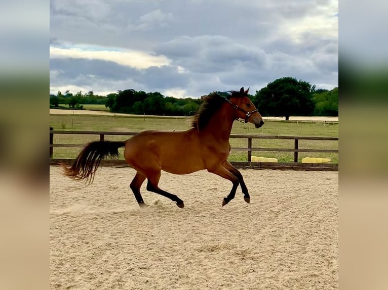 Studbook européen anglo Jument 2 Ans Bai cerise in Gloucester