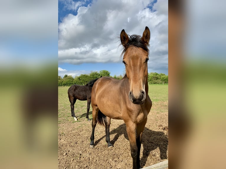 Studbook européen anglo Jument 2 Ans Bai cerise in Gloucester