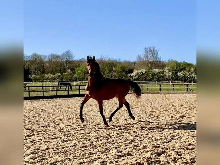 Studbook européen anglo Jument 2 Ans Bai cerise in Gloucester