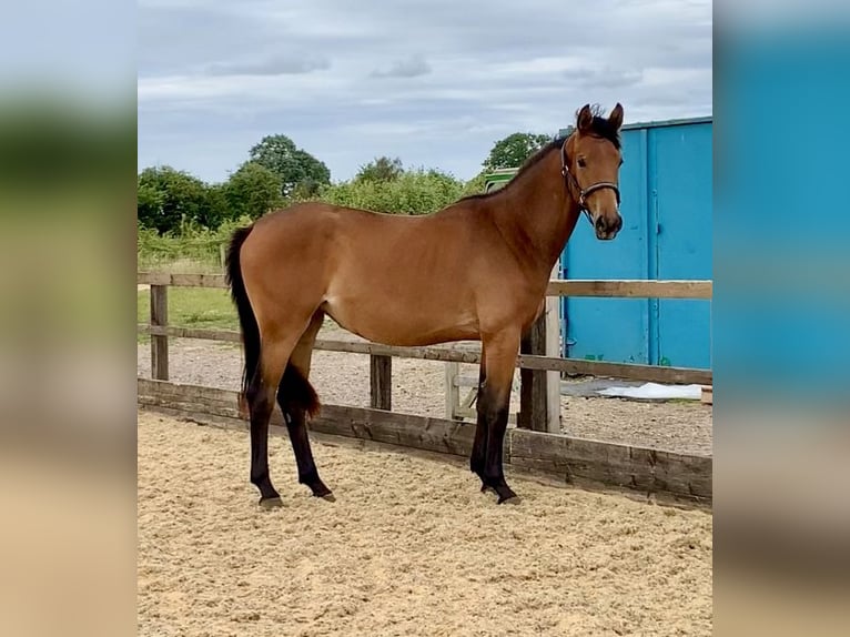 Studbook européen anglo Jument 2 Ans Bai cerise in Gloucester