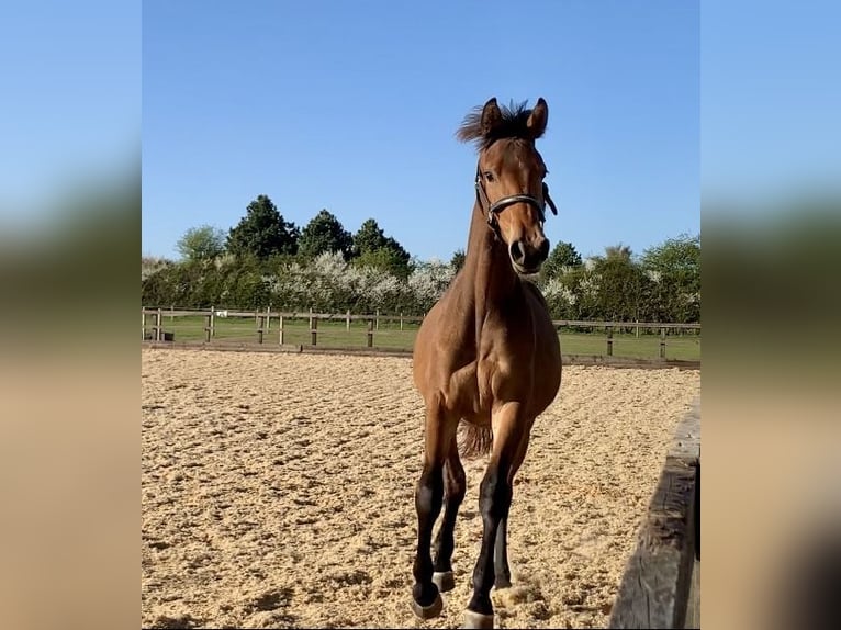 Studbook européen anglo Jument 2 Ans Bai cerise in Gloucester
