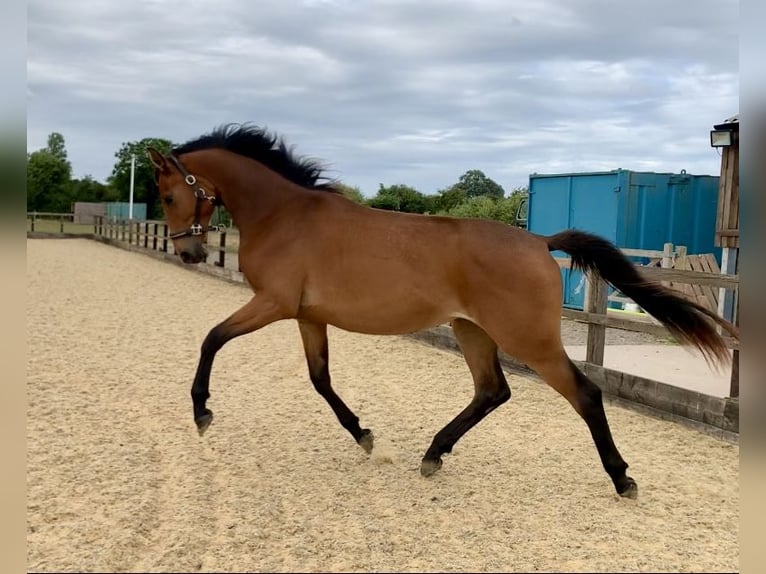 Studbook européen anglo Jument 2 Ans Bai cerise in Gloucester