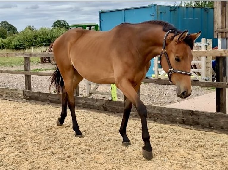 Studbook européen anglo Jument 2 Ans Bai cerise in Gloucester