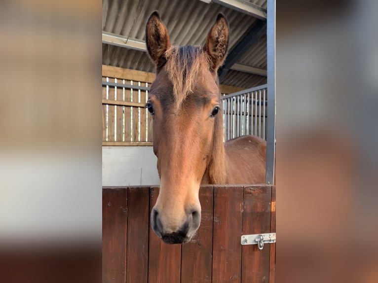 Studbook européen anglo Jument 2 Ans Bai cerise in Gloucester