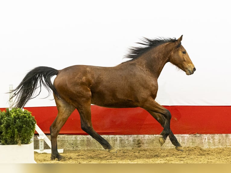 Studbook européen anglo Jument 2 Ans  in Waddinxveen