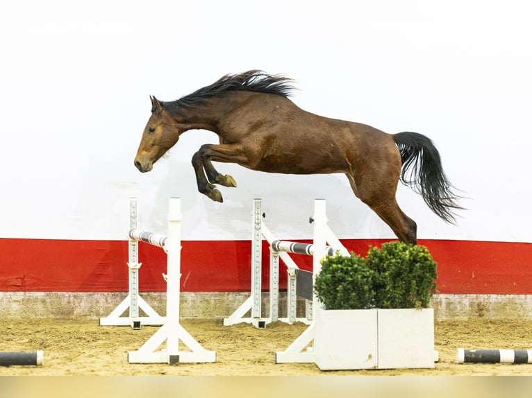 Studbook européen anglo Jument 2 Ans  in Waddinxveen