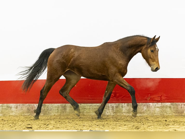 Studbook européen anglo Jument 2 Ans  in Waddinxveen