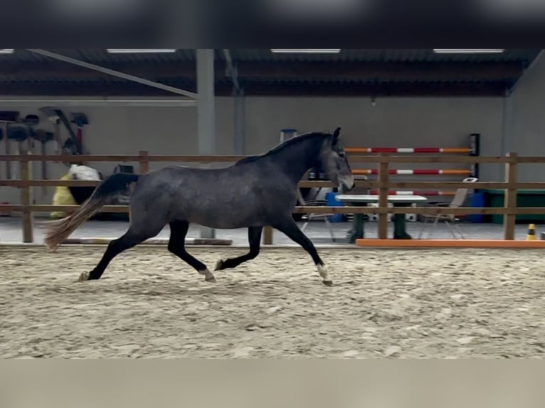 Studbook européen anglo Jument 3 Ans 153 cm Gris in Zulte