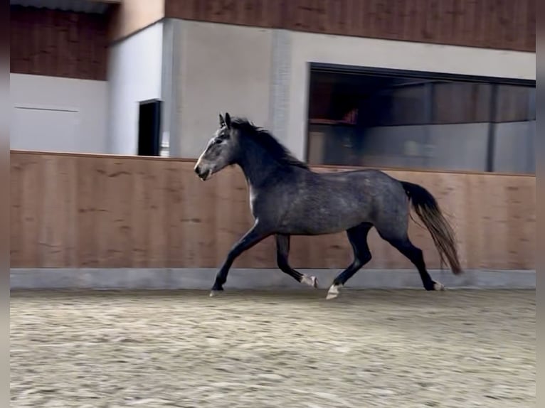Studbook européen anglo Jument 3 Ans 153 cm Gris in Zulte