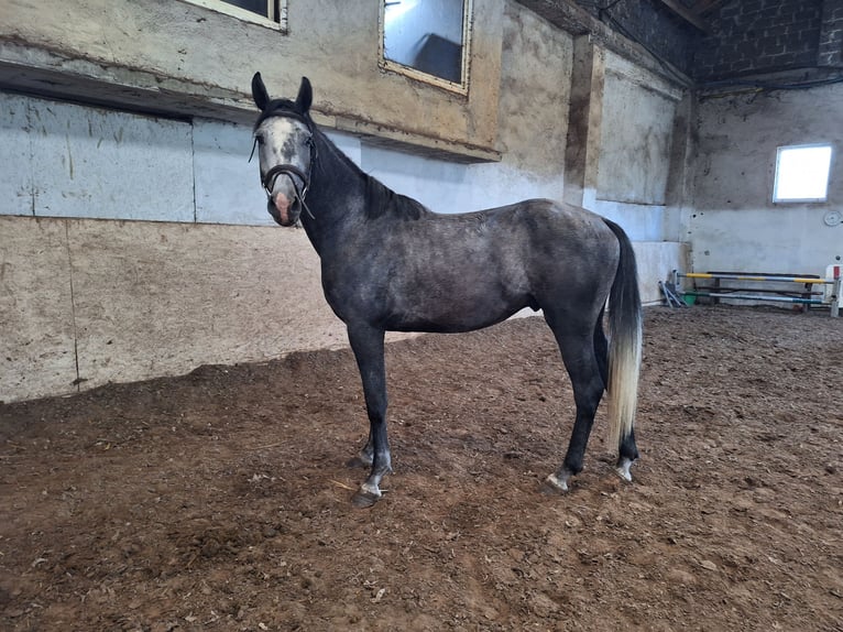 Studbook européen anglo Jument 3 Ans 160 cm Gris in Orzesze