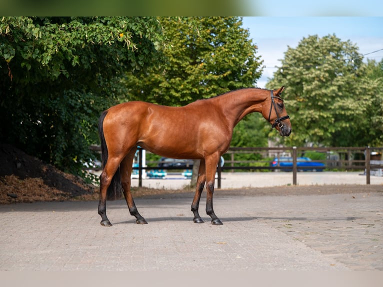 Studbook européen anglo Jument 3 Ans 162 cm  in Kaulille