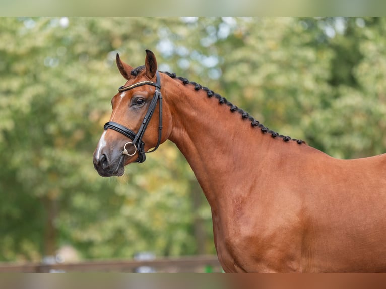 Studbook européen anglo Jument 3 Ans 162 cm  in Kaulille