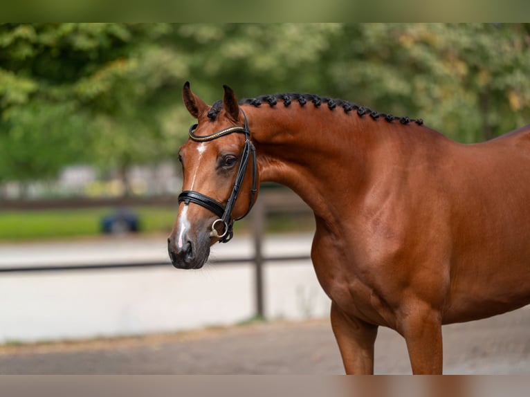 Studbook européen anglo Jument 3 Ans 162 cm  in Kaulille