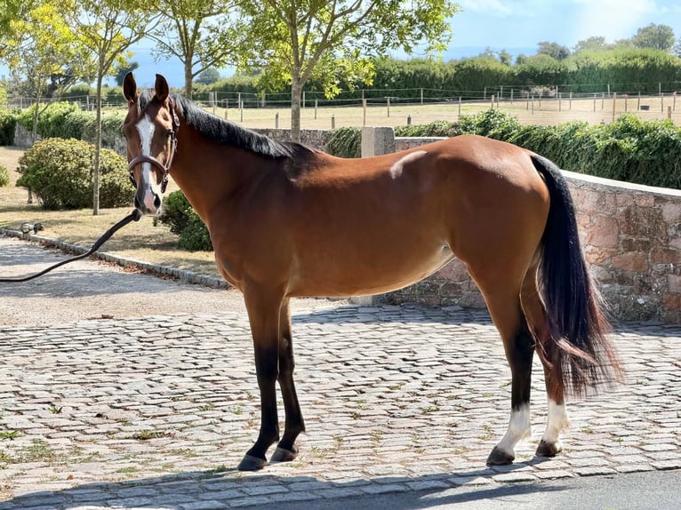 Studbook européen anglo Jument 3 Ans 163 cm Bai in Nîmes