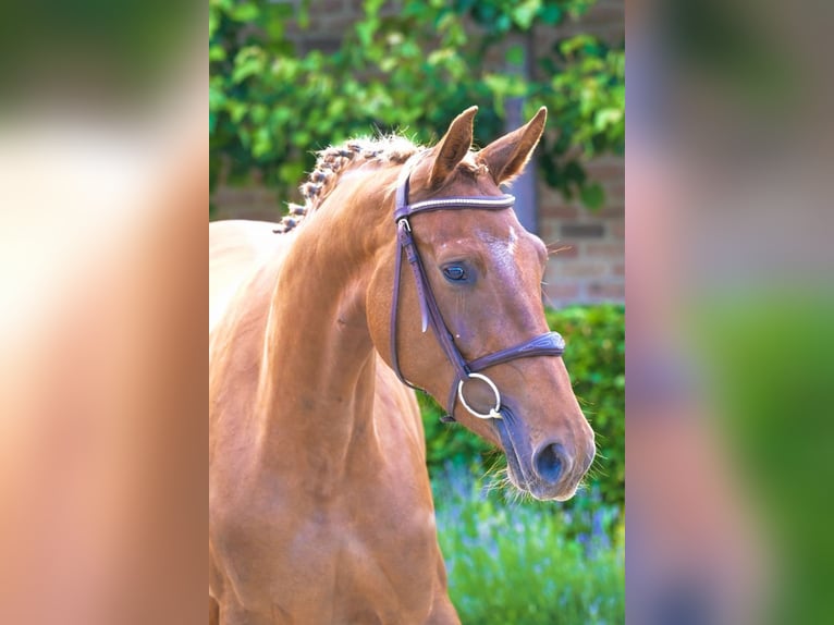 Studbook européen anglo Jument 3 Ans 164 cm Alezan in Bladel