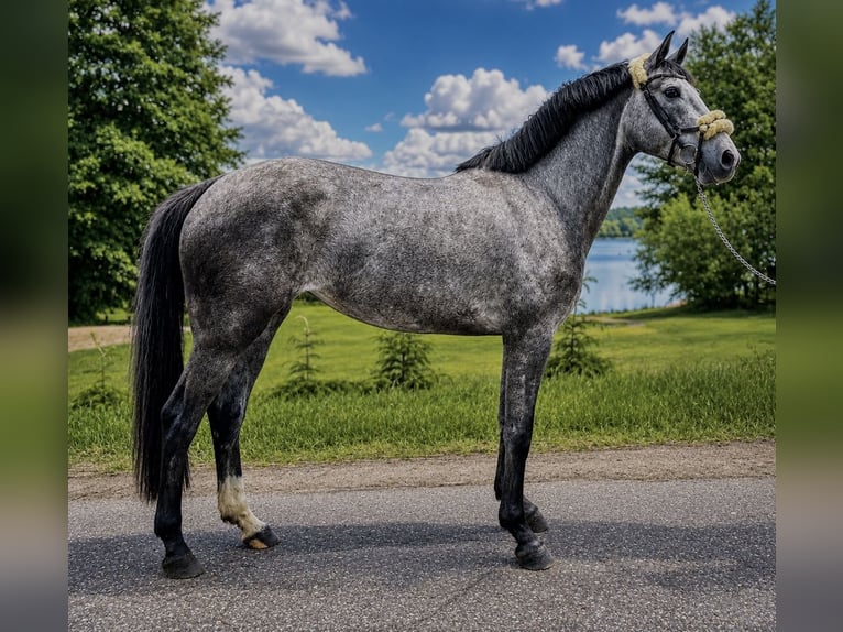 Studbook européen anglo Jument 3 Ans 165 cm Gris in Złotów