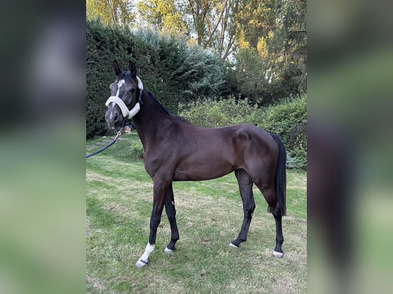 Studbook européen anglo Jument 3 Ans 165 cm Noir in Boadilla Del Monte