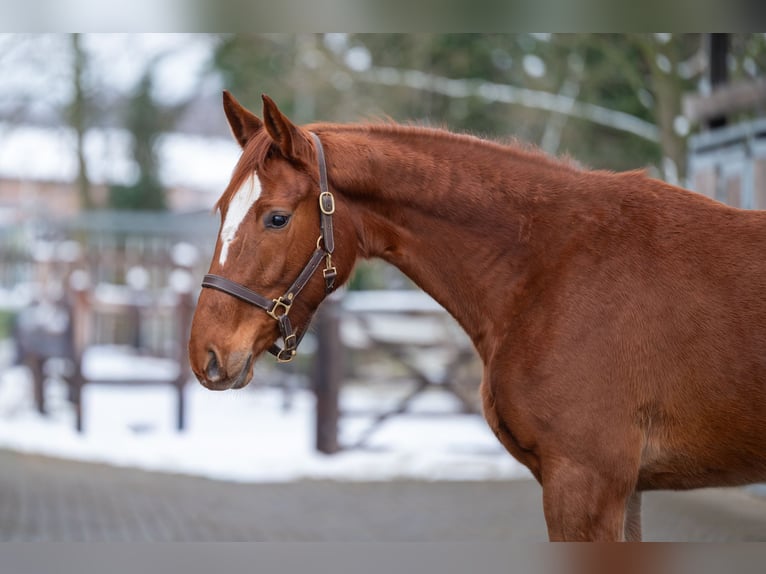Studbook européen anglo Jument 3 Ans 166 cm Alezan in Grote Brogel