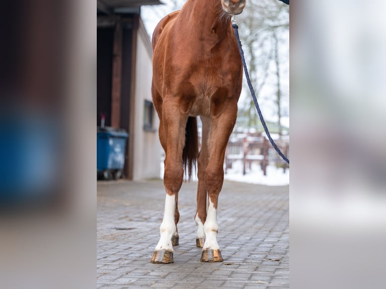 Studbook européen anglo Jument 3 Ans 166 cm Alezan in Grote Brogel