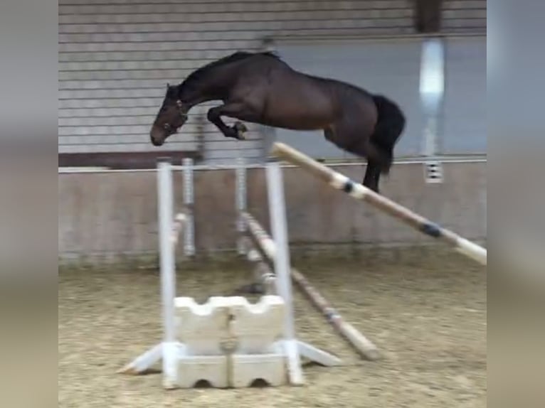 Studbook européen anglo Jument 3 Ans 168 cm Bai in Königsbach-Stein
