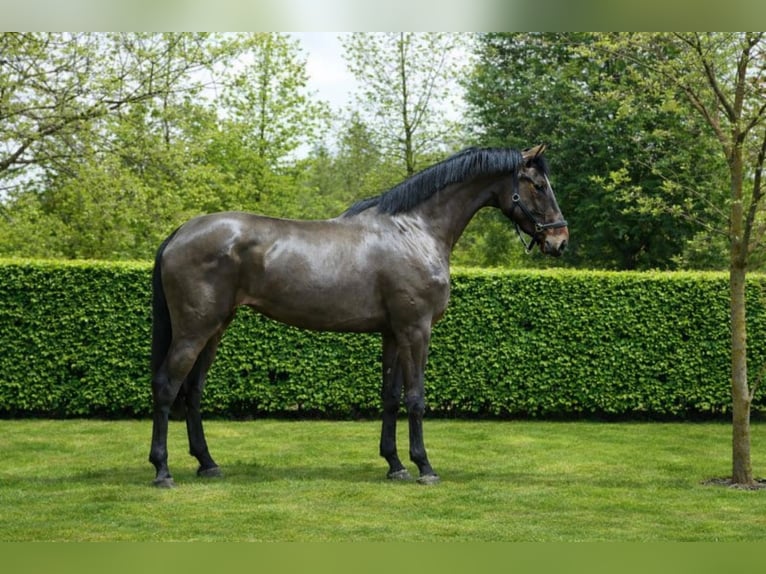 Studbook européen anglo Jument 3 Ans 168 cm Bai in Königsbach-Stein