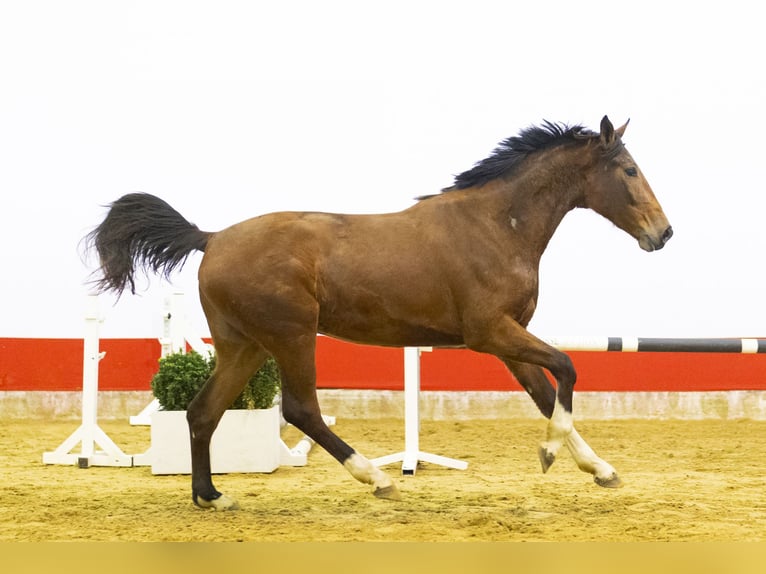 Studbook européen anglo Jument 3 Ans 168 cm  in Waddinxveen